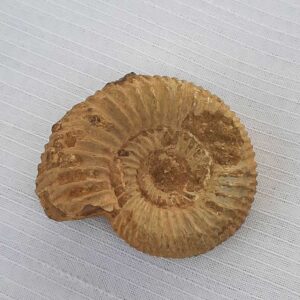 Ammoniet