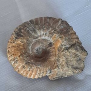 Ammoniet