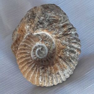 Ammoniet