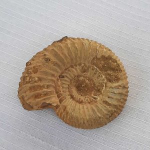 Ammoniet